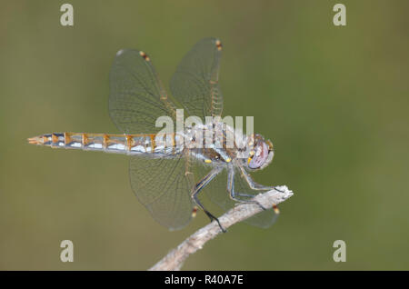 Variegated Meadowhawk, Sympetrum corruptum Stock Photo