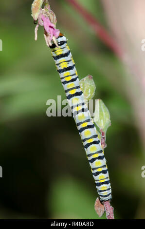 Clouded Crimson moth, Schinia gaurae, larva on Gaura sp. Stock Photo