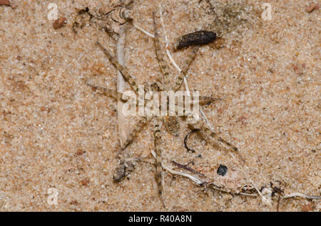 Wolf Spider, Arctosa littoralis Stock Photo