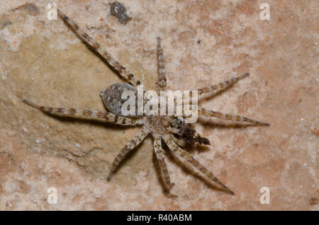 Wolf Spider, Arctosa littoralis, with prey Stock Photo