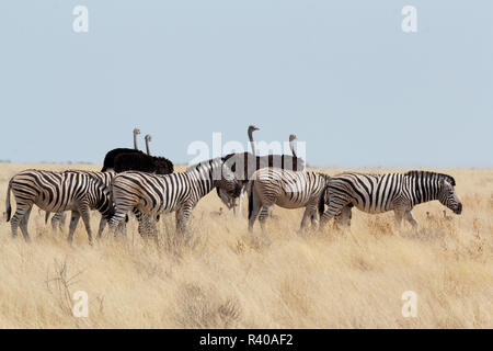 Zebra and ostrich in african bush Stock Photo