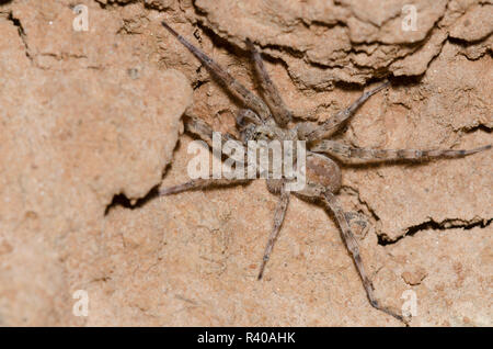 Wolf Spider, Arctosa littoralis Stock Photo