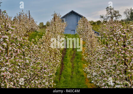 Apple Orchard in bloom with barn as backdrop near Hood River, Oregon Stock Photo