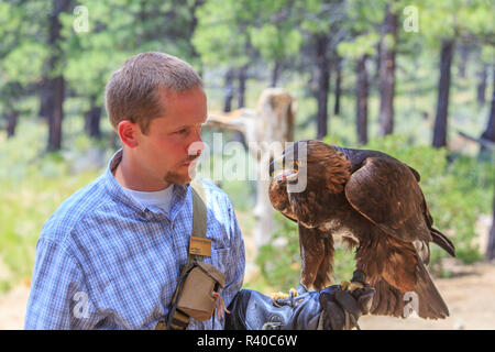 USA, Eastern Oregon, Bend. High Desert Museum. Captive Golden Eagle with interpreter. (Editorial Use Only)