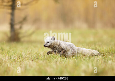 Arctic fox (Vulpes lagopus) also known as polar fox in summer Stock Photo