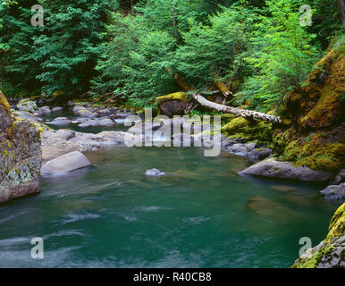 USA, Oregon, Willamette National Forest, Middle Santiam Wilderness, Deep, green pool on Middle Santiam River and surrounding lush vegetation. Stock Photo