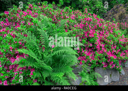 USA, Oregon, Portland, Crystal Springs Rhododendron Garden, Blooming azalea and bracken fern. Stock Photo