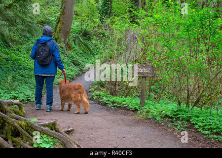 USA, Oregon, Tryon Creek State Natural Area, Female hiker and golden retriever hiking on path through lush spring flora. (MR) Stock Photo