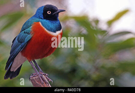 superb starling lamprotornis superbus Stock Photo