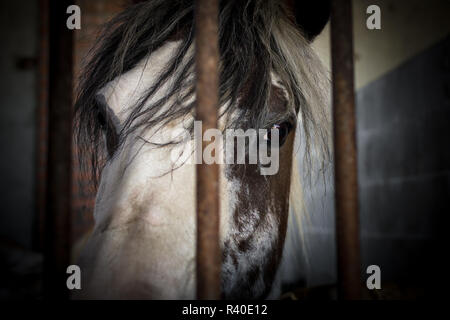 Horse behind bars Stock Photo