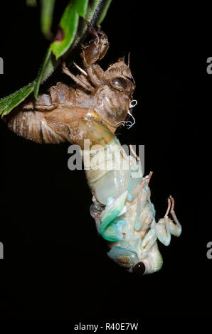 Lyric Cicada, Neotibicen lyricen, molting Stock Photo