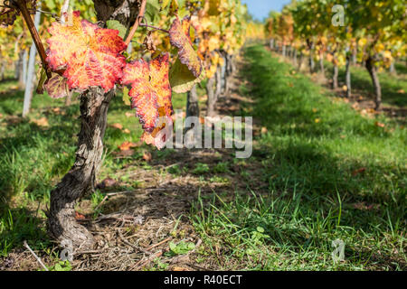 grape leaf red in autumn Stock Photo