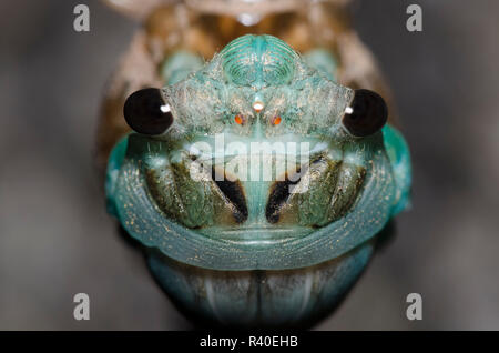 Lyric Cicada, Neotibicen lyricen, molting Stock Photo