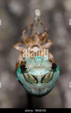 Lyric Cicada, Neotibicen lyricen, molting Stock Photo