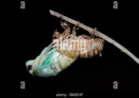 Lyric Cicada, Neotibicen lyricen, molting Stock Photo