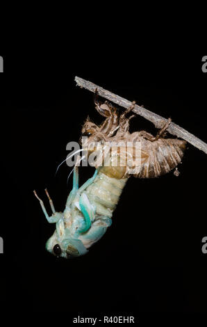 Lyric Cicada, Neotibicen lyricen, molting Stock Photo