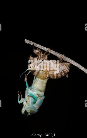 Lyric Cicada, Neotibicen lyricen, molting Stock Photo