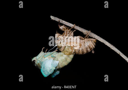 Lyric Cicada, Neotibicen lyricen, molting Stock Photo