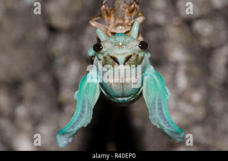 Lyric Cicada, Neotibicen lyricen, molting Stock Photo