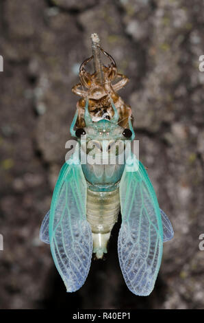 Lyric Cicada, Neotibicen lyricen, molting Stock Photo