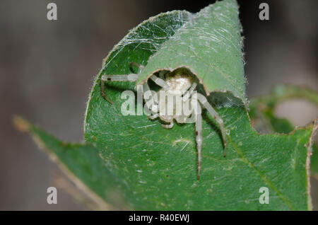 Crab Spider, Mecaphesa sp., in retreat Stock Photo