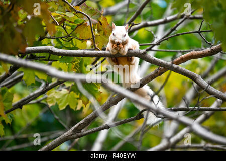 USA, Minnesota, Saint Paul, Cherokee Avenue, Albino Gray Squirrel eating maple seed pods Stock Photo