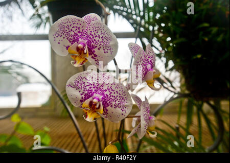 USA, Minnesota, St. Paul, Como Park Conservatory, Moth Orchid Stock Photo