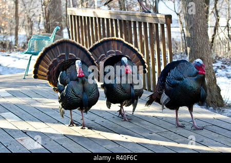 USA, Minnesota, Mendota Heights. Wild urban turkey, displaying Stock Photo