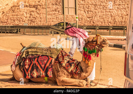 Camel already prepared with his mount and his reins ready to be mounted and start a journey through the desert of Judea. Israel. Stock Photo