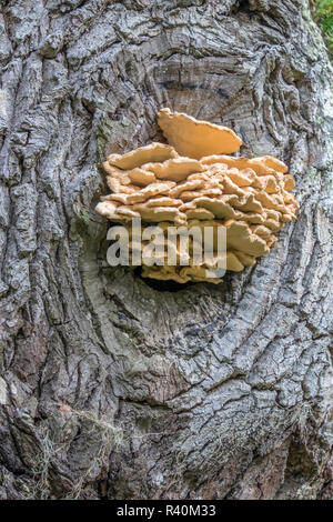Chicken of the Woods, fungus, Brookgreen Gardens, Murrells Inlet, South Carolina, USA Stock Photo