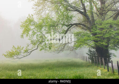 Tree and fence on foggy morning along Sparks Lane, Cades Cove, Great Smoky Mountains National Park, Tennessee Stock Photo