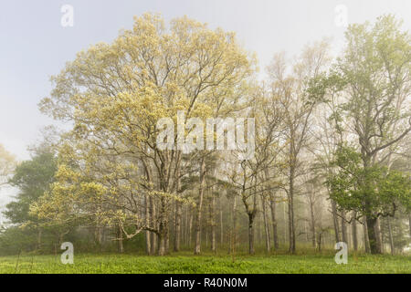 Trees on foggy morning along Sparks Lane, Cades Cove, Great Smoky Mountains National Park, Tennessee Stock Photo