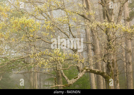 Trees on foggy morning along Sparks Lane, Cades Cove, Great Smoky Mountains National Park, Tennessee Stock Photo