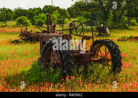 Antique tractors in field of red paintbrush flowers, hill country, near Llano, Texas Stock Photo