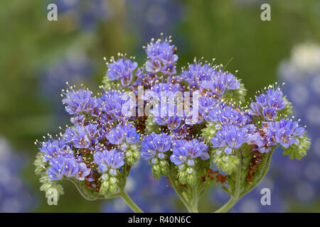 Blue Curl flowers, Phacelia congesta, Texas hill country, Texas Stock ...