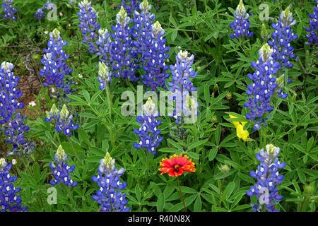 Texas Hill Country wildflowers, along the 16-mile 'Willow City Loop' between Fredericksburg and Llano, Texas. Bluebonnets and Indian Blanket