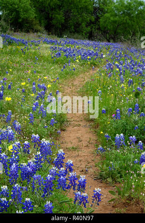 Texas Hill Country wildflowers, along the 16-mile 'Willow City Loop' between Fredericksburg and Llano, Texas. Bluebonnets predominate Stock Photo