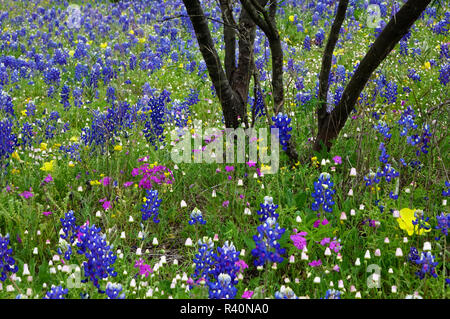 Texas Hill Country wildflowers, along the 16-mile Willow City Loop between Fredericksburg and Llano, Texas Stock Photo