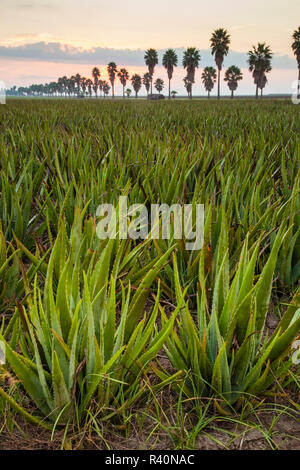 Aloe growing as a crop Stock Photo