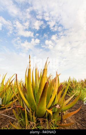 Aloe growing as a crop Stock Photo