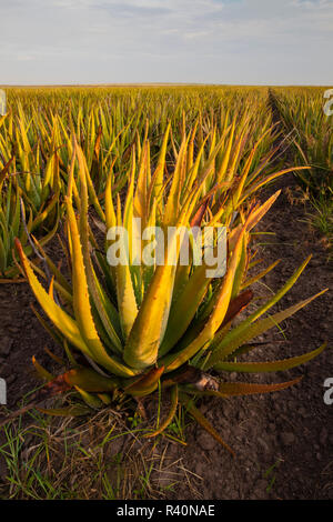 Aloe growing as a crop Stock Photo