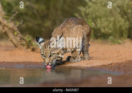 Bobcat (Lynx Rufus) drinking Stock Photo