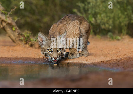 Bobcat (Lynx Rufus) drinking Stock Photo