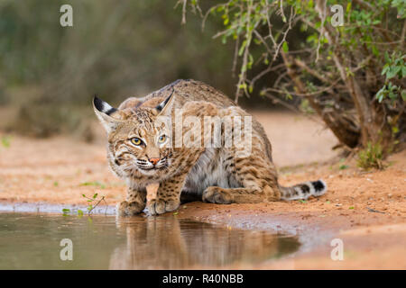 Bobcat (Lynx Rufus) drinking Stock Photo