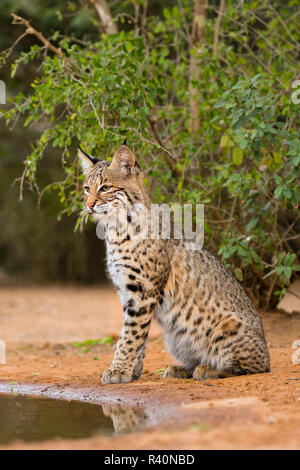 Bobcat (Lynx Rufus) drinking Stock Photo