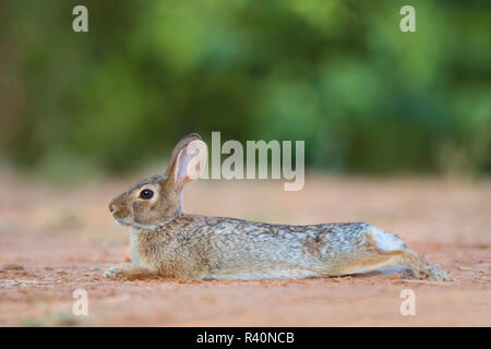 Eastern Cottontail Rabbit (Sylvilagus Floridanus) resting in shade Stock Photo