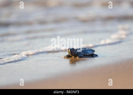 Kemp's ridley sea turtle (Lepidochelys kempii), baby turtles walking ...