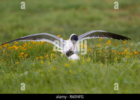 Laughing Gull (Larus atricilla) breeding activity Stock Photo