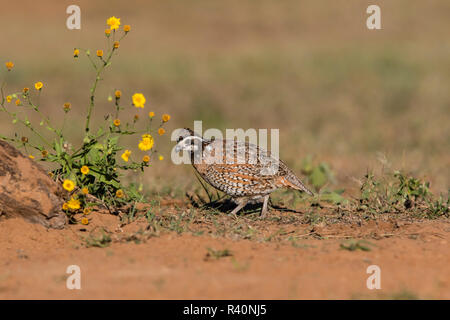 Northern Bobwhite Quail (Colinus virgianus) male in habitat
