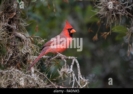 Northern Cardinal (Cardinalis Cardinalis) male perched on limb Stock Photo